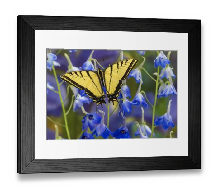 Framed Print : Two-tailed Swallowtail Butterfly, Papilio multicaudatus Framed Print : Two-tailed Swallowtail Butterfly, Papilio multicaudatus