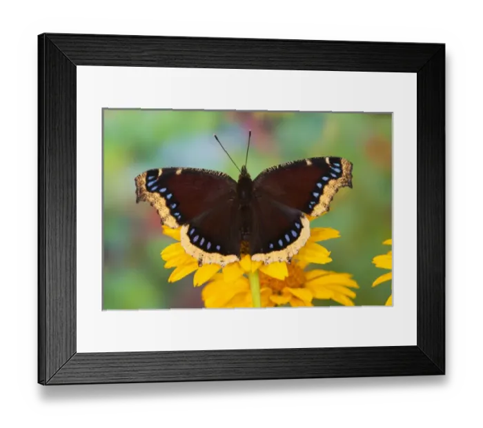 Framed Print : Mourning Cloak Butterfly, Nymphalis vaualbum Framed Print : Mourning Cloak Butterfly, Nymphalis vaualbum
