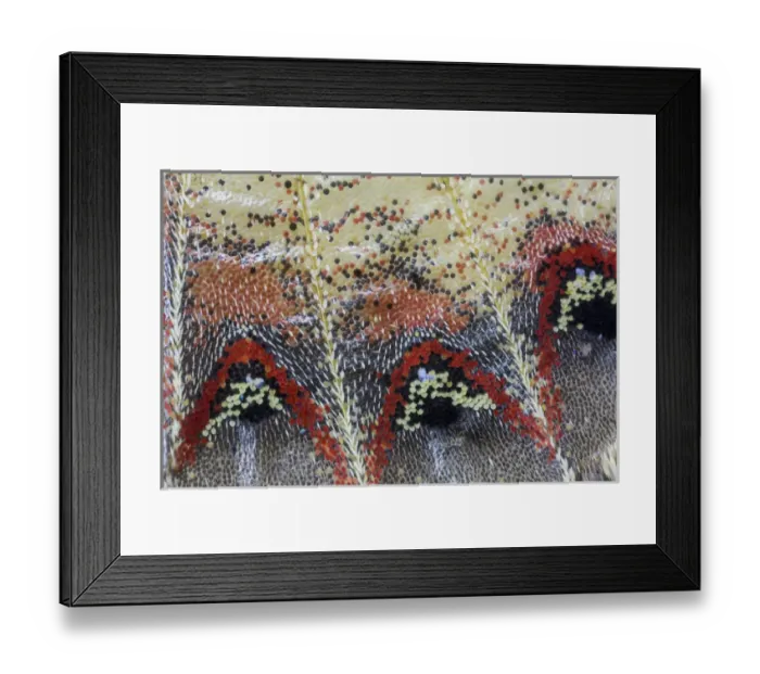 Framed Print : Close-up detail Wing Pattern of Tropical Butterfly Framed Print : Close-up detail Wing Pattern of Tropical Butterfly