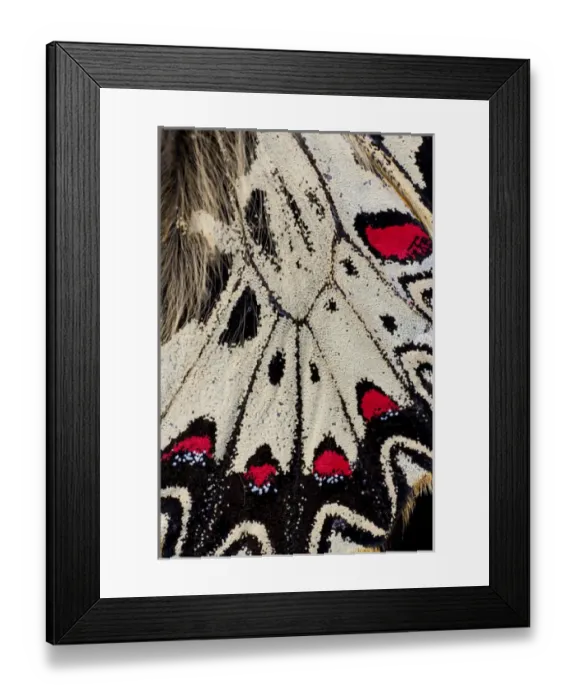 Framed Print : Close-up detail Wing Pattern of Tropical Butterfly