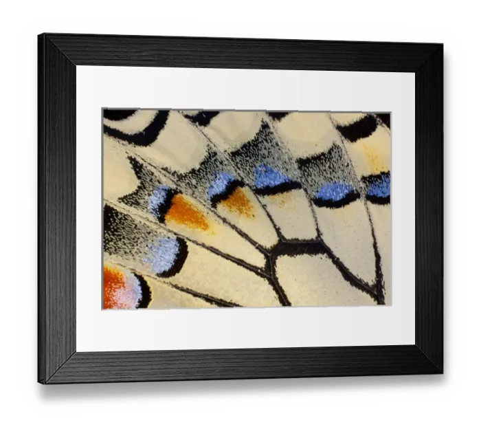 Framed Print : Close-up detail Wing Pattern of Butterfly