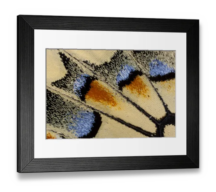 Framed Print : Close-up detail Wing Pattern of Butterfly Framed Print : Close-up detail Wing Pattern of Butterfly