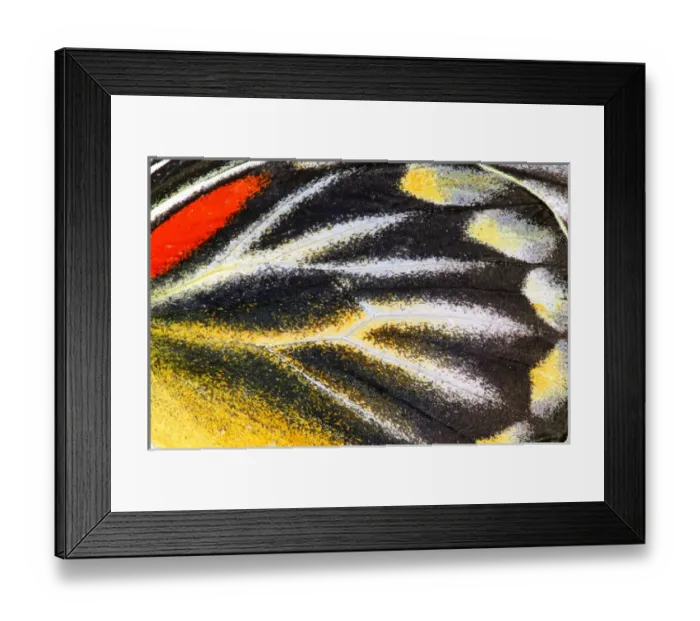 Framed Print : Close-up detail Wing Pattern of Tropical Butterfly