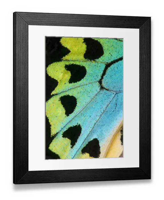 Framed Print : Close-up detail Wing Pattern of Tropical Butterfly Framed Print : Close-up detail Wing Pattern of Tropical Butterfly