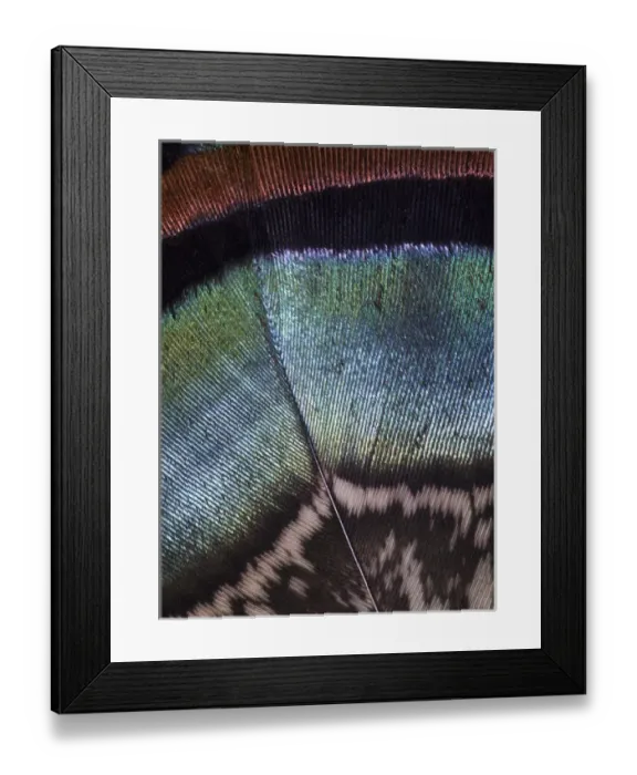Framed Print : Oscellated Turkey Feather Framed Print : Oscellated Turkey Feather