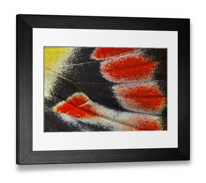 Framed Print : Close-up detail Wing Pattern of Tropical Butterfly Framed Print : Close-up detail Wing Pattern of Tropical Butterfly