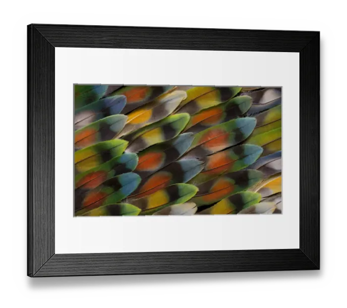 Framed Print : Lovebird tail feather pattern and design Framed Print : Lovebird tail feather pattern and design