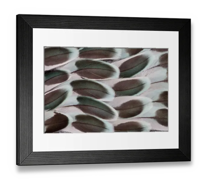 Framed Print : Parakeet wing feather design