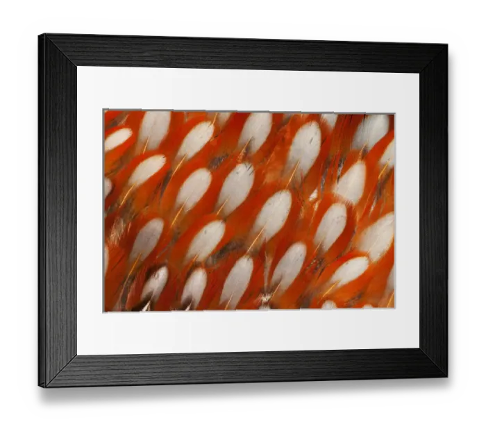Framed Print : Tragopan Feather design and fan effect Framed Print : Tragopan Feather design and fan effect