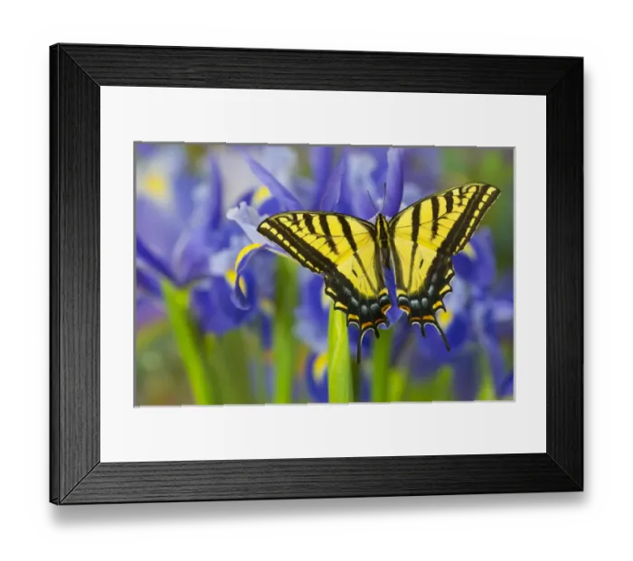 Framed Print : Two-tailed Swallowtail Butterfly, Papilio multicaudatus Framed Print : Two-tailed Swallowtail Butterfly, Papilio multicaudatus
