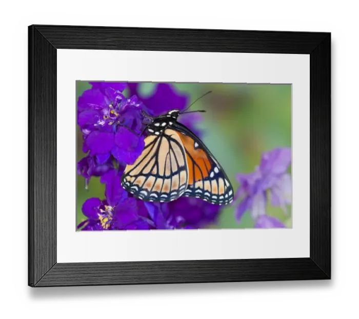 Framed Print : Viceroy Butterfly a mimic of the Monarch butterfly, Limenitis archippus Framed Print : Viceroy Butterfly a mimic of the Monarch butterfly, Limenitis archippus