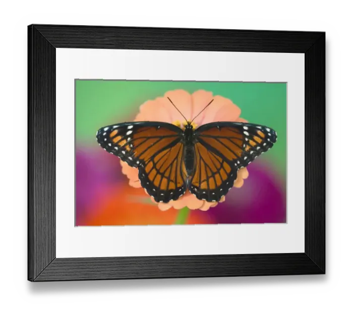 Framed Print : Viceroy Butterfly a mimic of the Monarch butterfly, Limenitis archippus