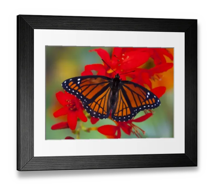 Framed Print : Viceroy Butterfly a mimic of the Monarch butterfly, Limenitis archippus Framed Print : Viceroy Butterfly a mimic of the Monarch butterfly, Limenitis archippus