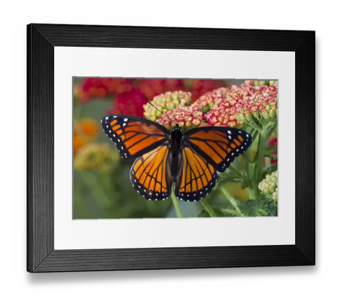 Framed Print : Viceroy Butterfly a mimic of the Monarch butterfly, Limenitis archippus Framed Print : Viceroy Butterfly a mimic of the Monarch butterfly, Limenitis archippus