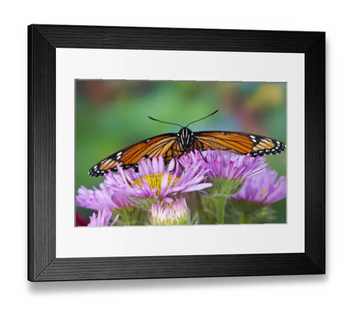 Framed Print : Viceroy Butterfly a mimic of the Monarch butterfly, Limenitis archippus Framed Print : Viceroy Butterfly a mimic of the Monarch butterfly, Limenitis archippus