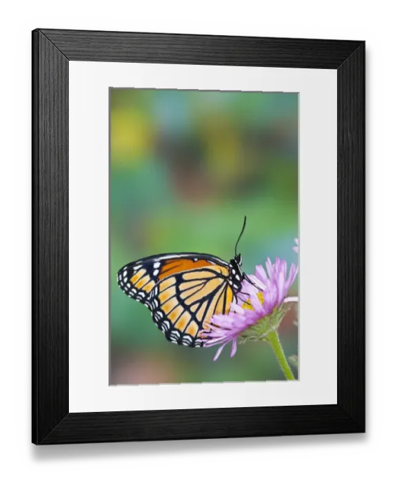 Framed Print : Viceroy Butterfly a mimic of the Monarch butterfly, Limenitis archippus