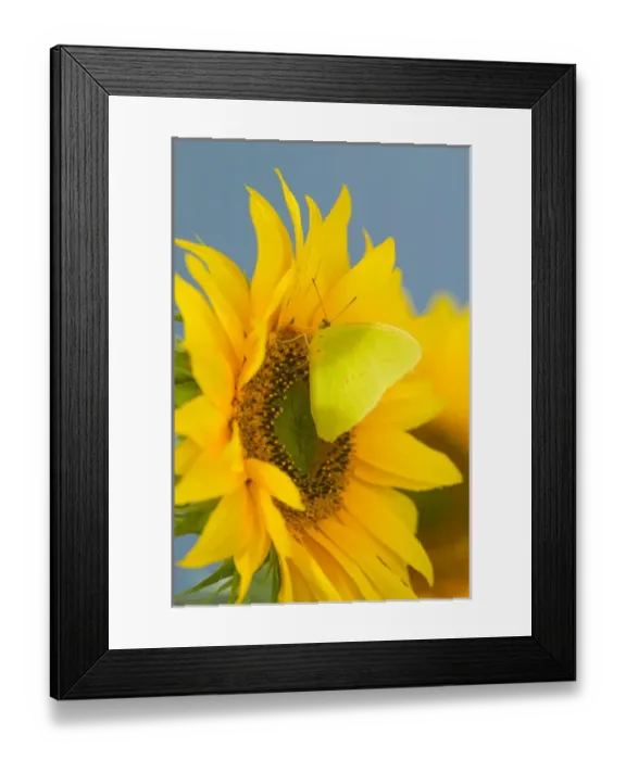 Framed Print : Yellow Sulfur Butterfly Framed Print : Yellow Sulfur Butterfly