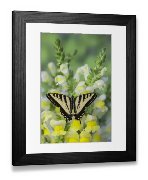 Framed Print : Western Tiger Swallowtail Butterfly, Papilio rutulus Framed Print : Western Tiger Swallowtail Butterfly, Papilio rutulus