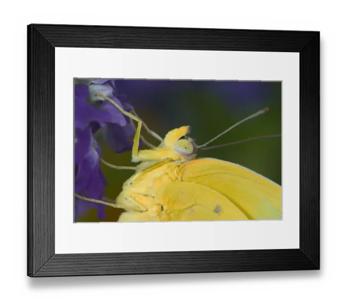 Framed Print : Yellow Sulfur Butterfly Framed Print : Yellow Sulfur Butterfly