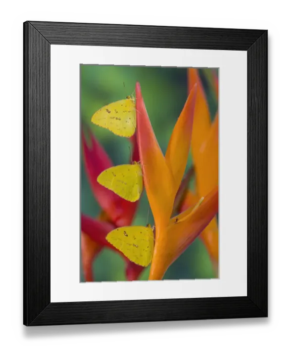 Framed Print : Yellow Sulfur Butterfly