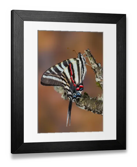Framed Print : Zebra Swallowtail Butterfly, Eurytides marcellus Framed Print : Zebra Swallowtail Butterfly, Eurytides marcellus