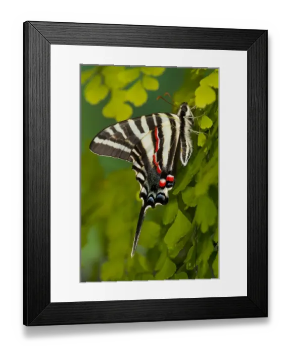 Framed Print : Zebra Swallowtail Butterfly, Eurytides marcellus Framed Print : Zebra Swallowtail Butterfly, Eurytides marcellus
