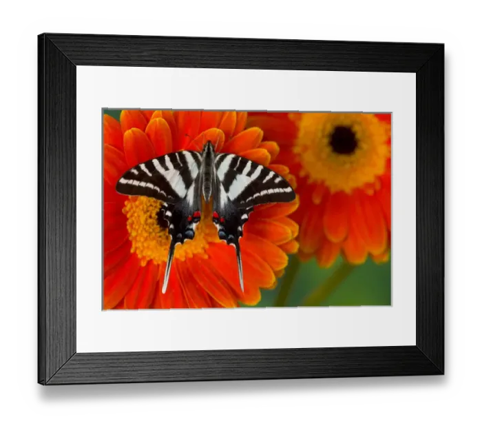 Framed Print : Zebra Swallowtail Butterfly, Eurytides marcellus