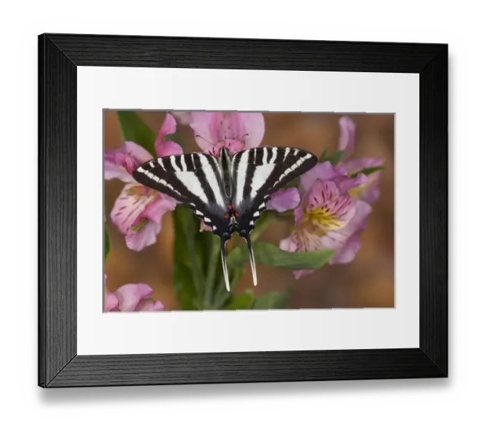 Framed Print : Zebra Swallowtail Butterfly, Eurytides marcellus Framed Print : Zebra Swallowtail Butterfly, Eurytides marcellus