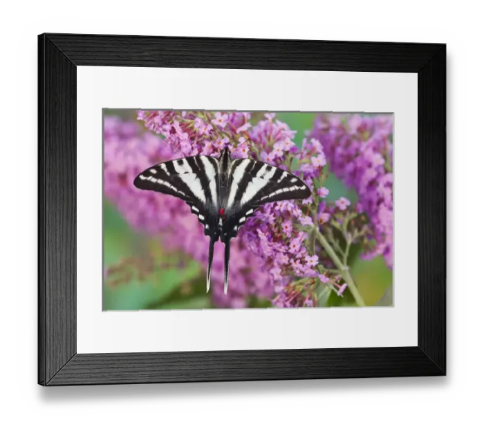 Framed Print : Zebra Swallowtail Butterfly, Eurytides marcellus Framed Print : Zebra Swallowtail Butterfly, Eurytides marcellus