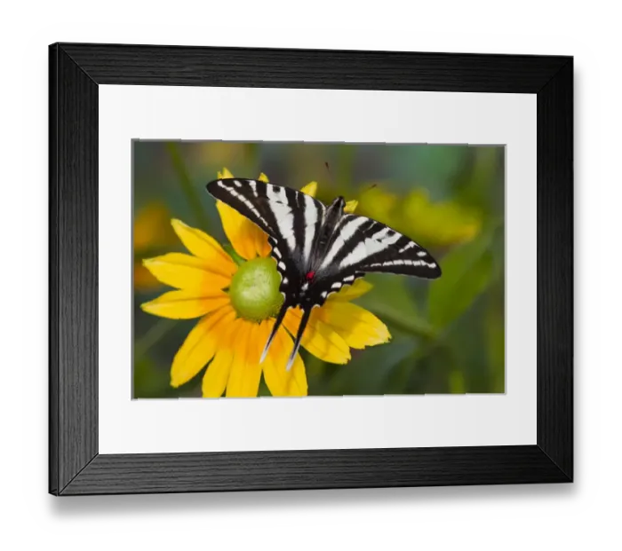 Framed Print : Zebra Swallowtail Butterfly, Eurytides marcellus Framed Print : Zebra Swallowtail Butterfly, Eurytides marcellus