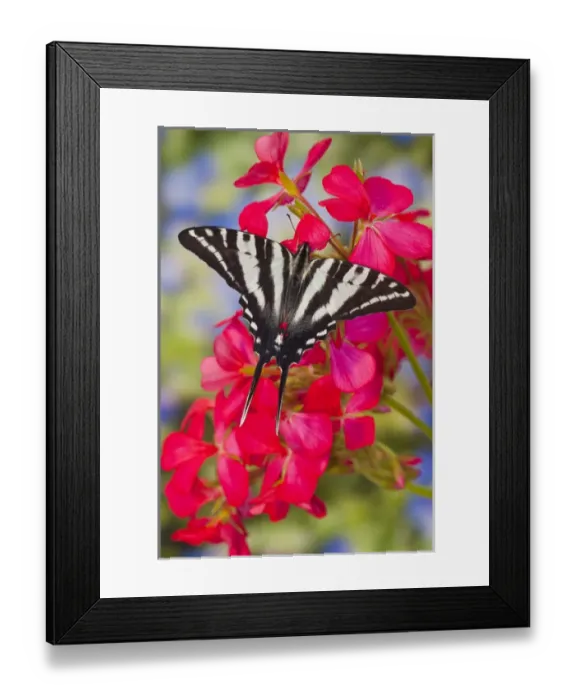 Framed Print : Zebra Swallowtail Butterfly, Eurytides marcellus Framed Print : Zebra Swallowtail Butterfly, Eurytides marcellus
