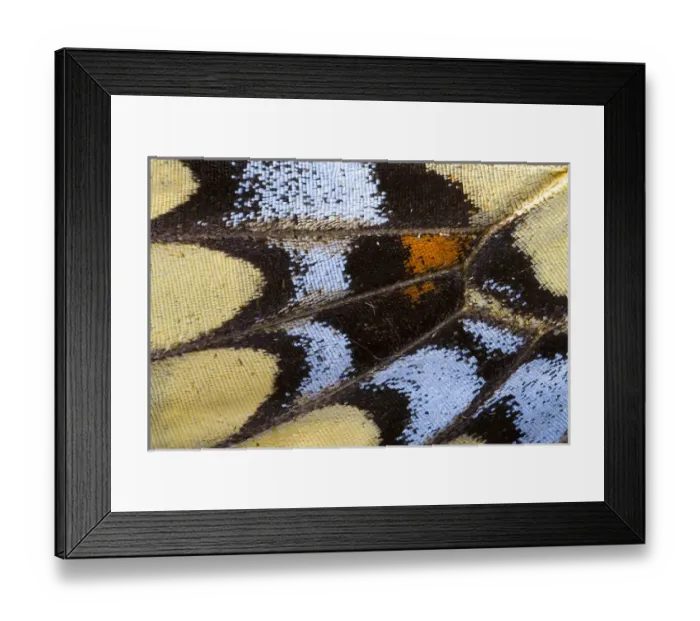 Framed Print : Close-up detail Wing Pattern of Tropical Butterfly