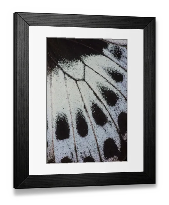 Framed Print : Close-up detail Wing Pattern of Tropical Butterfly