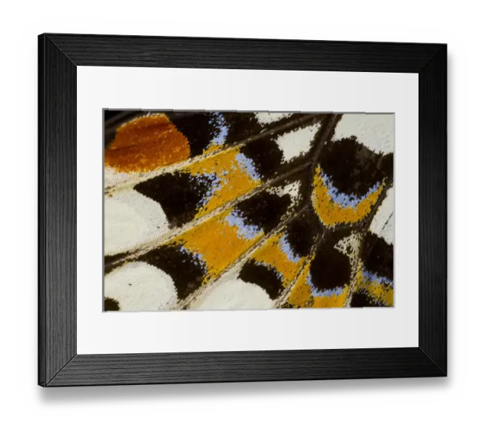 Framed Print : Close-up detail Wing Pattern of Tropical Butterfly Framed Print : Close-up detail Wing Pattern of Tropical Butterfly