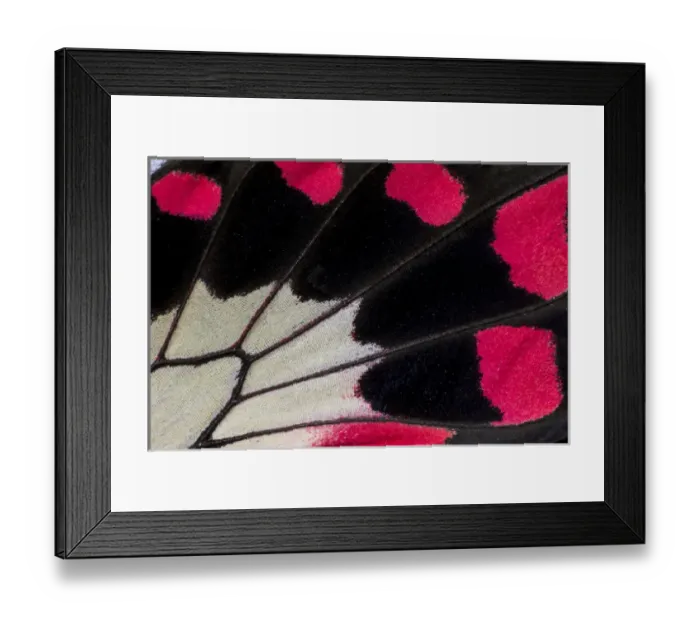 Framed Print : Close-up detail Wing Pattern of Tropical Butterfly Framed Print : Close-up detail Wing Pattern of Tropical Butterfly