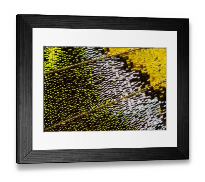 Framed Print : Close-up detail Wing Pattern of Tropical Butterfly Framed Print : Close-up detail Wing Pattern of Tropical Butterfly