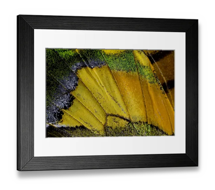 Framed Print : Close-up detail Wing Pattern of Tropical Butterfly Framed Print : Close-up detail Wing Pattern of Tropical Butterfly
