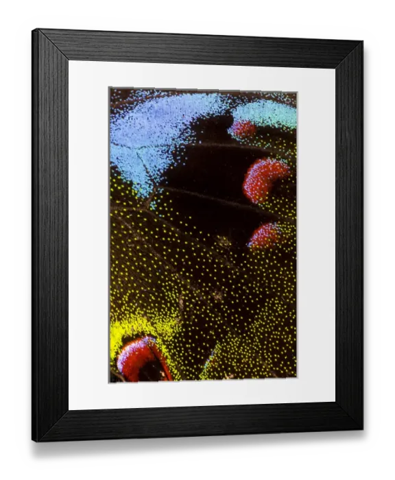 Framed Print : Close-up detail Wing Pattern of Tropical Butterfly Framed Print : Close-up detail Wing Pattern of Tropical Butterfly