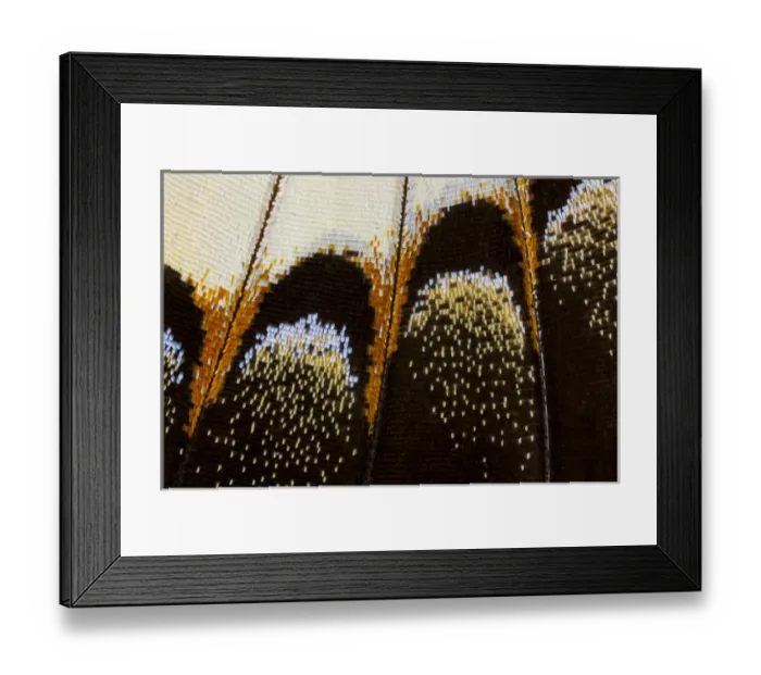 Framed Print : Close-up detail Wing Pattern of Tropical Butterfly Framed Print : Close-up detail Wing Pattern of Tropical Butterfly