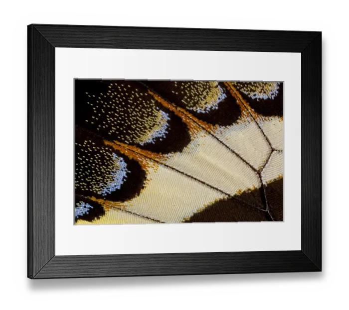 Framed Print : Close-up detail Wing Pattern of Tropical Butterfly