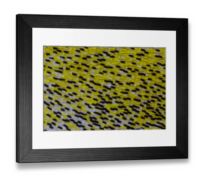 Framed Print : Close-up detail Wing Pattern of Tropical Butterfly Framed Print : Close-up detail Wing Pattern of Tropical Butterfly