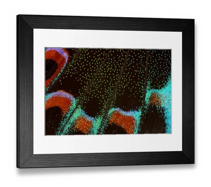 Framed Print : Close-up detail Wing Pattern of Tropical Butterfly Framed Print : Close-up detail Wing Pattern of Tropical Butterfly