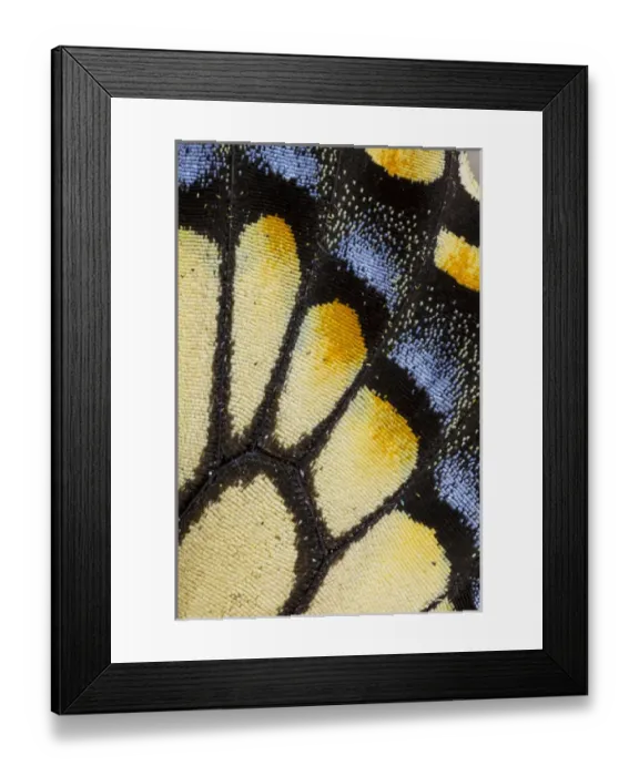 Framed Print : Close-up detail Wing Pattern of Tropical Butterfly Framed Print : Close-up detail Wing Pattern of Tropical Butterfly