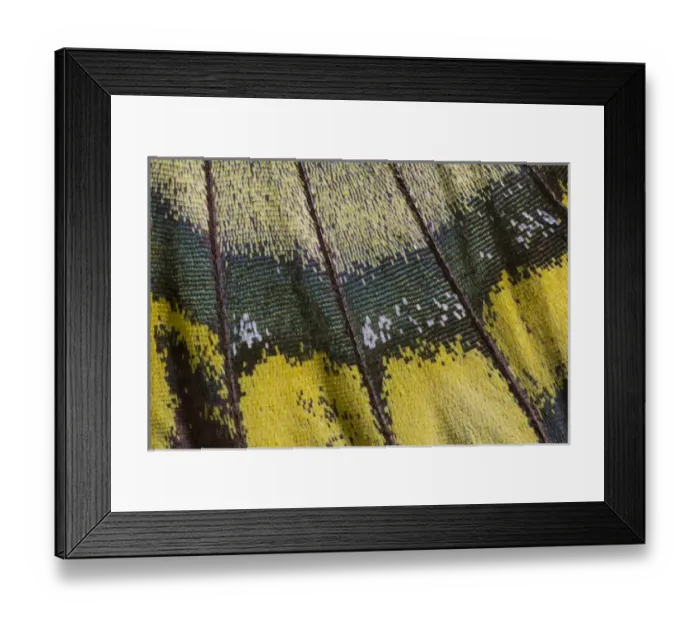 Framed Print : Close-up detail Wing Pattern of Tropical Butterfly Framed Print : Close-up detail Wing Pattern of Tropical Butterfly
