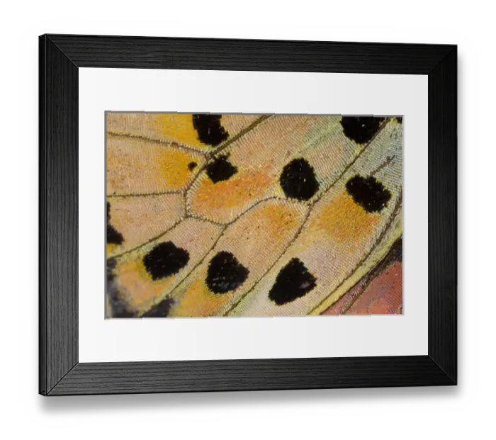 Framed Print : Close-up detail Wing Pattern of Tropical Butterfly Framed Print : Close-up detail Wing Pattern of Tropical Butterfly