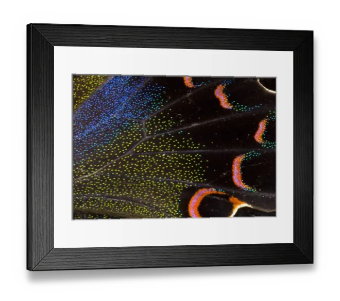 Framed Print : Close-up detail Wing Pattern of Tropical Butterfly Framed Print : Close-up detail Wing Pattern of Tropical Butterfly