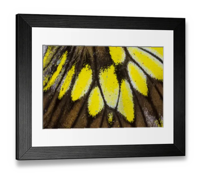 Framed Print : Close-up detail Wing Pattern of Tropical Butterfly