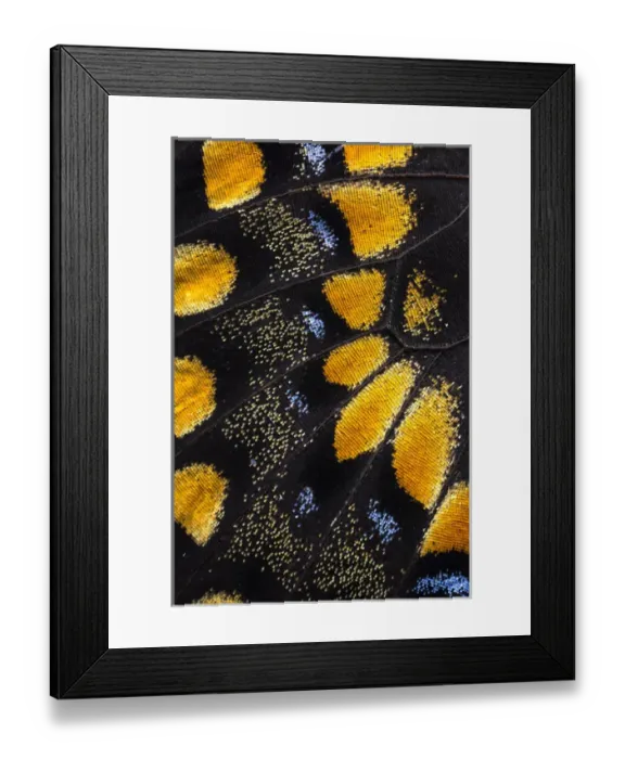 Framed Print : Close-up detail Wing Pattern of Tropical Butterfly Framed Print : Close-up detail Wing Pattern of Tropical Butterfly