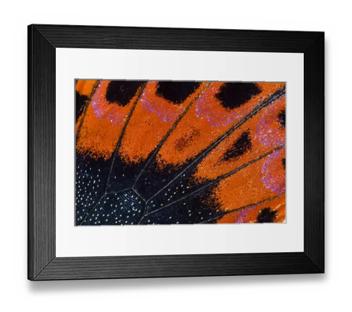 Framed Print : Close-up detail Wing Pattern of Tropical Butterfly Framed Print : Close-up detail Wing Pattern of Tropical Butterfly