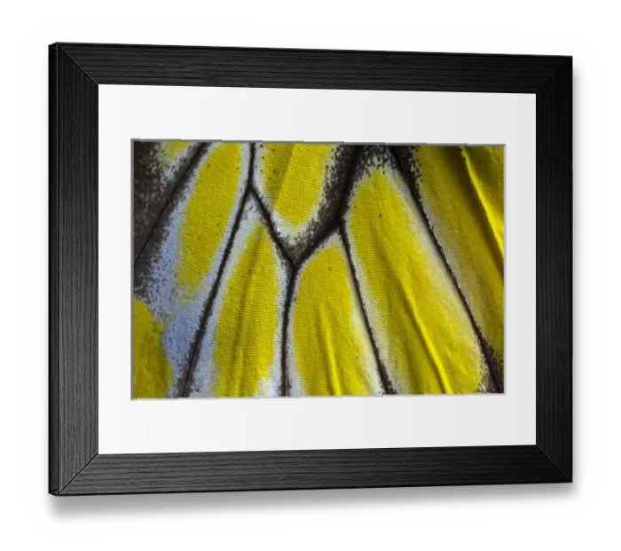 Framed Print : Close-up detail Wing Pattern of Tropical Butterfly Framed Print : Close-up detail Wing Pattern of Tropical Butterfly